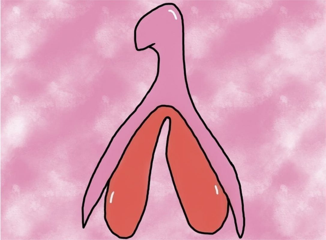 représentation du clitoris en erection