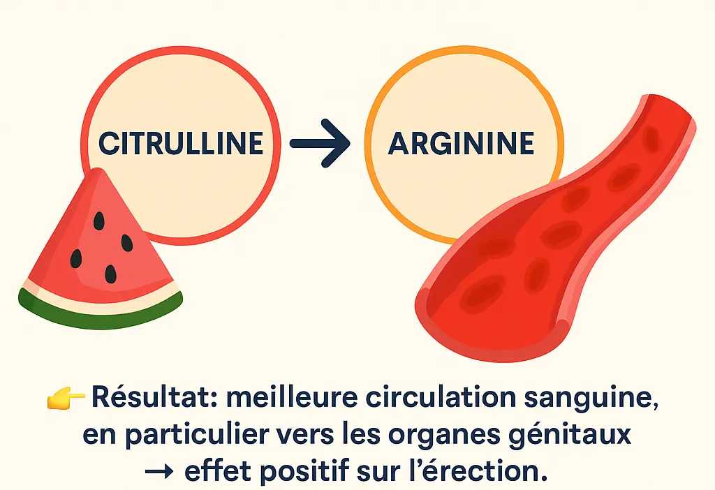 transformation citrulline arginine
