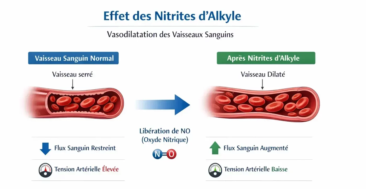 Schéma comparatif d’un vaisseau sanguin normal et dilaté après exposition aux nitrites d’alkyle